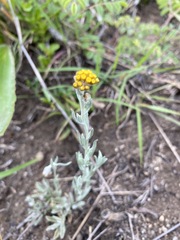 Helichrysum aureonitens