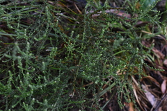 Olearia lanuginosa