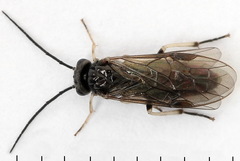 Cladius compressicornis