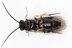 Cladius compressicornis