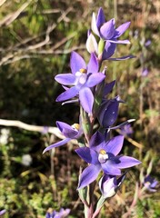 Thelymitra alcockiae