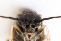 Cladius compressicornis