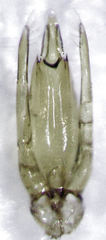 Sagola bipunctata