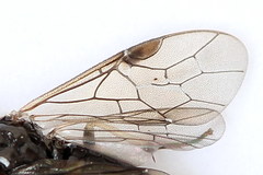 Cladius compressicornis