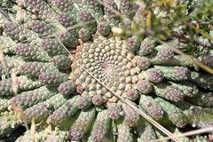 Euphorbia inermis