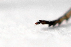 Cladius compressicornis