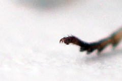 Cladius compressicornis