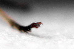 Cladius compressicornis