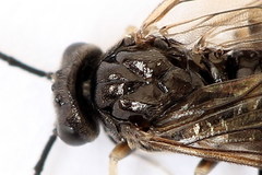 Cladius compressicornis