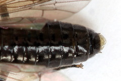 Cladius compressicornis