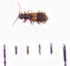 Sagola bipunctata