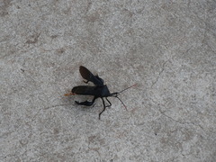 Anoplocnemis curvipes