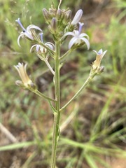 Wahlenbergia huttonii