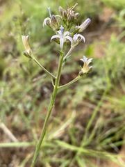 Wahlenbergia huttonii