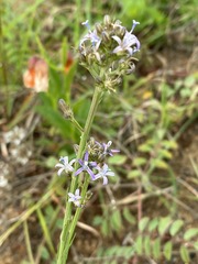Wahlenbergia huttonii
