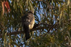 Accipiter badius