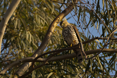 Accipiter badius