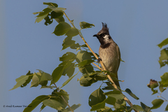 Pycnonotus leucogenys