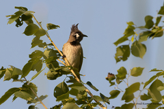 Pycnonotus leucogenys