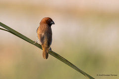 Lonchura punctulata