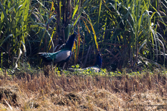 Pavo cristatus