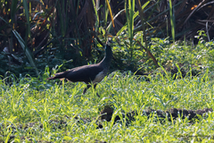 Pavo cristatus