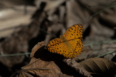 Phalanta phalantha