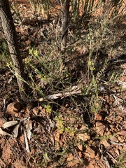 Pimelea curviflora
