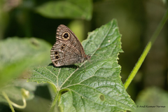 Ypthima baldus