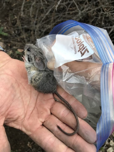 Peromyscus boylii