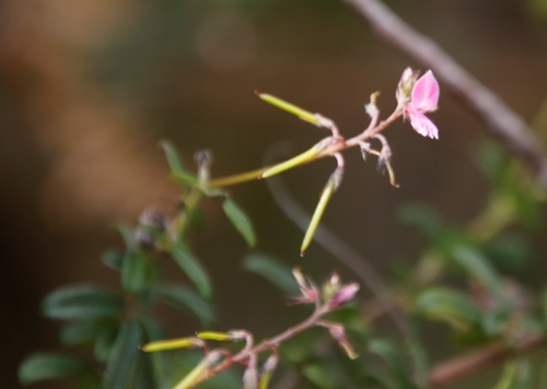 Image of Indigofera filiformis by (c) Tony Rebelo, some rights reserved (CC BY-SA)