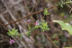Indigofera filiformis