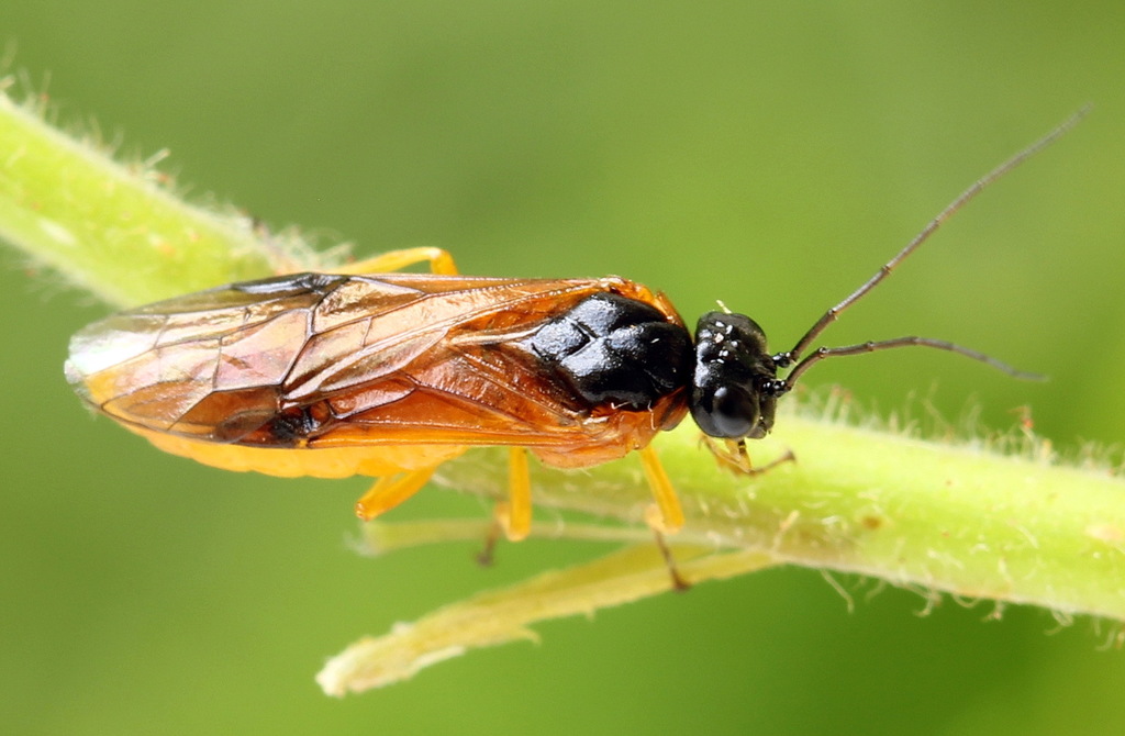 hairy poplar sawfly