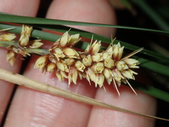 Lomandra fluviatilis