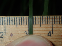Lomandra fluviatilis