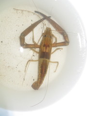 Macrobrachium carcinus