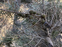 Allocasuarina pusilla