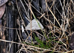Taxeotis reserata