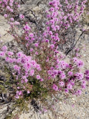 Kunzea parvifolia