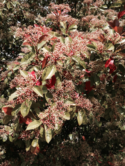 Photinia