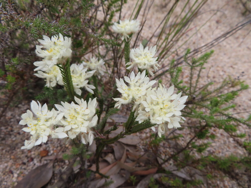 Carnation Stripper (Lachnaea eriocephala)