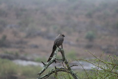 Corythaixoides concolor concolor