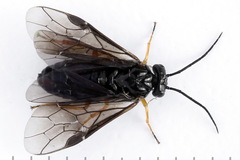 Cladius rufipes