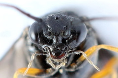 Cladius rufipes