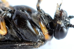 Cladius rufipes
