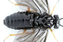 Cladius rufipes