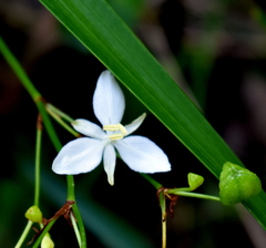 Libertia paniculata