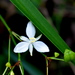 Libertia paniculata - Photo (c) philzoe, vissa rättigheter förbehållna (CC BY-NC), uppladdad av philzoe