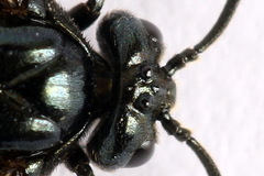 Cladius rufipes