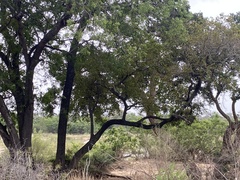 Diospyros mespiliformis